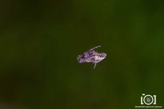 Imagem de Wagneriana tauricornis (O. Pickard-Cambridge 1889)