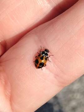 Image of Parenthesis Lady Beetle