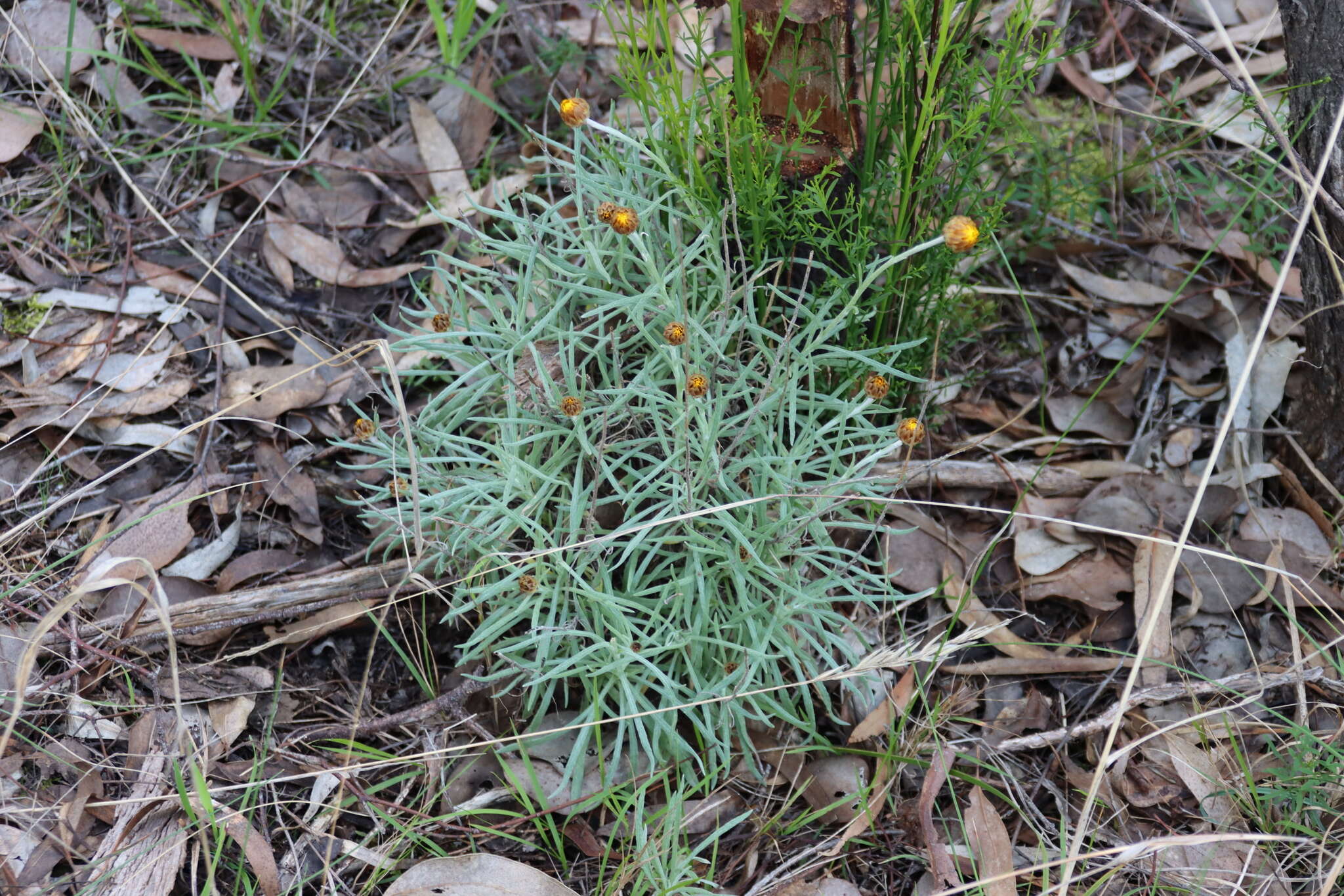 Image of Leucochrysum albicans subsp. albicans