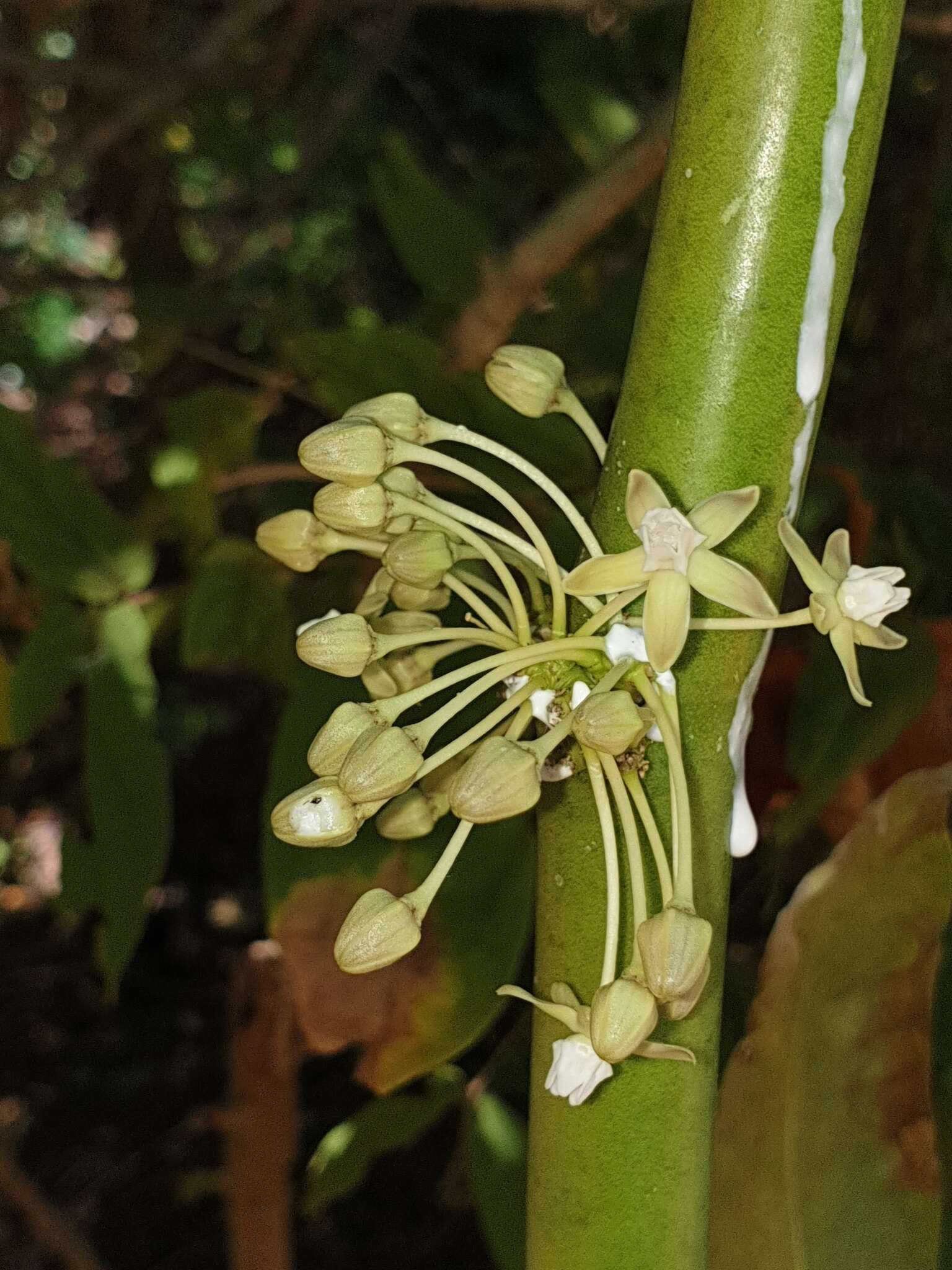 Image of Cynanchum floriferum Liede & Meve