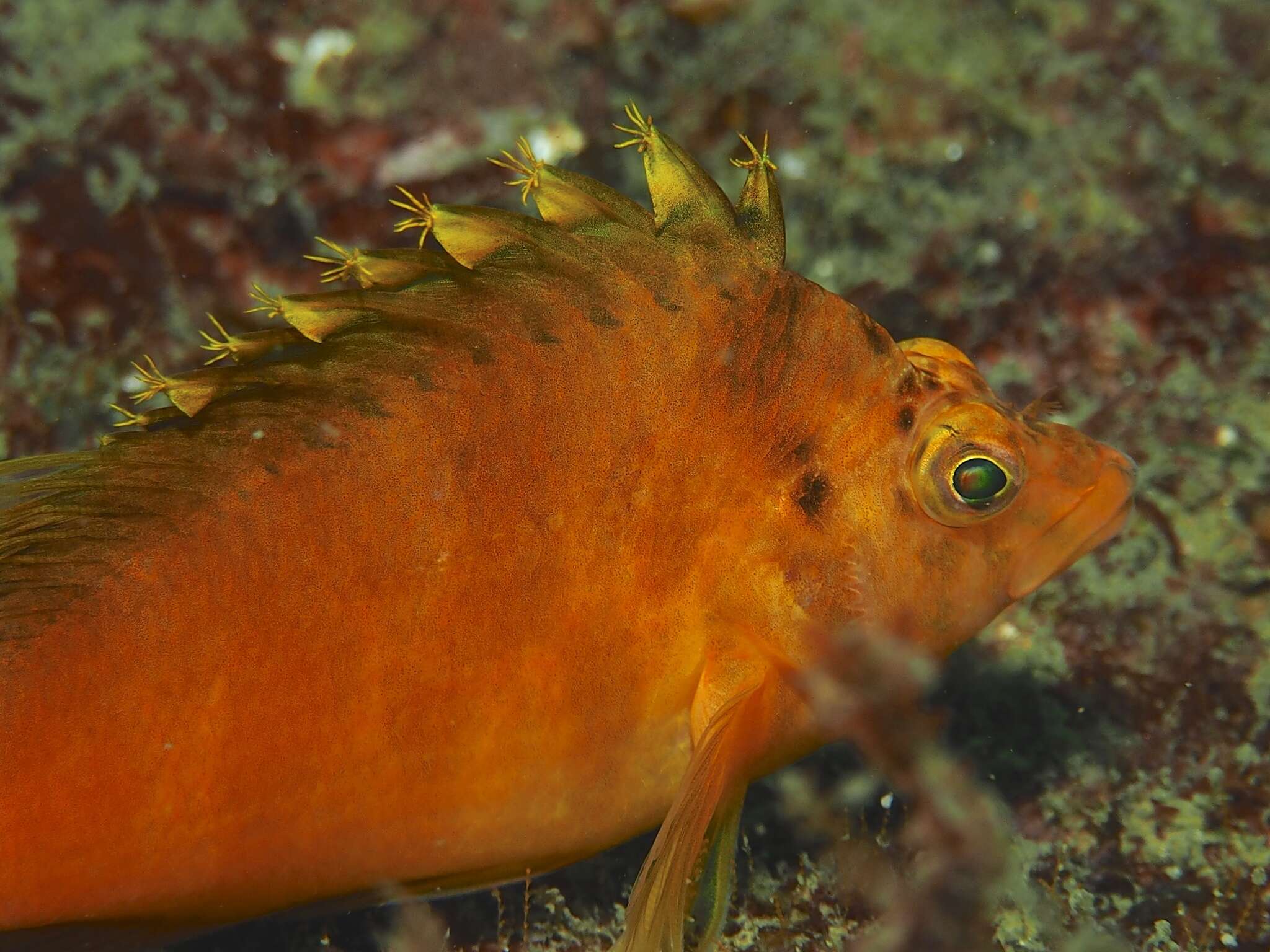 Image of Golden curlyfin