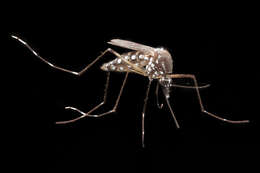 Image of Dengue fever mosquito