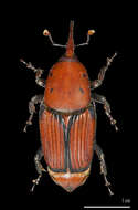 Imagem de Rhynchophorus ferrugineus (Olivier & A. G. 1791)