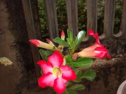 Image de Adenium obesum (Forsk.) Roem. & Schult.