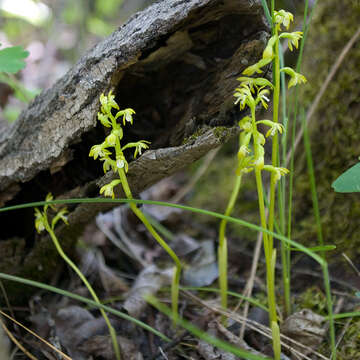 Image of Yellow coralroot