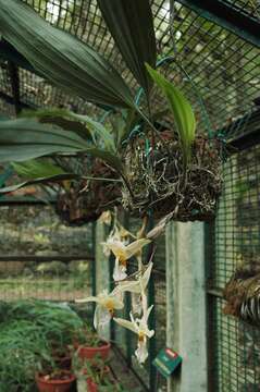 Plancia ëd Stanhopea jenischiana F. Kramer ex Rchb. fil.