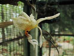 Image of Stanhopea jenischiana F. Kramer ex Rchb. fil.