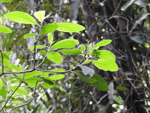 Image of Psychotria erythrocarpa Schltdl.