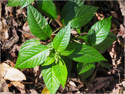 Image of Mercurialis leiocarpa Siebold & Zucc.