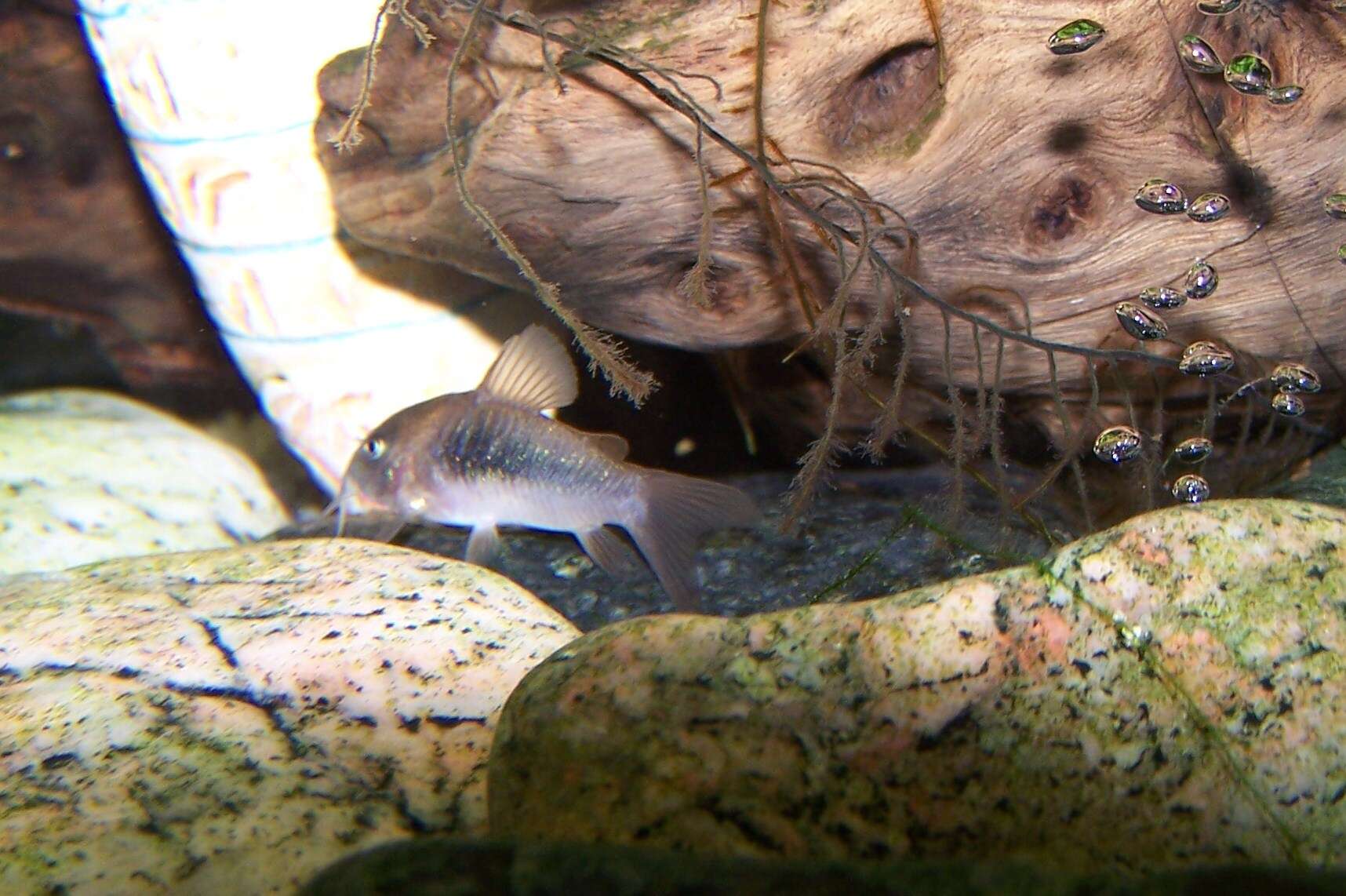 Plancia ëd Corydoras aeneus (Gill 1858)