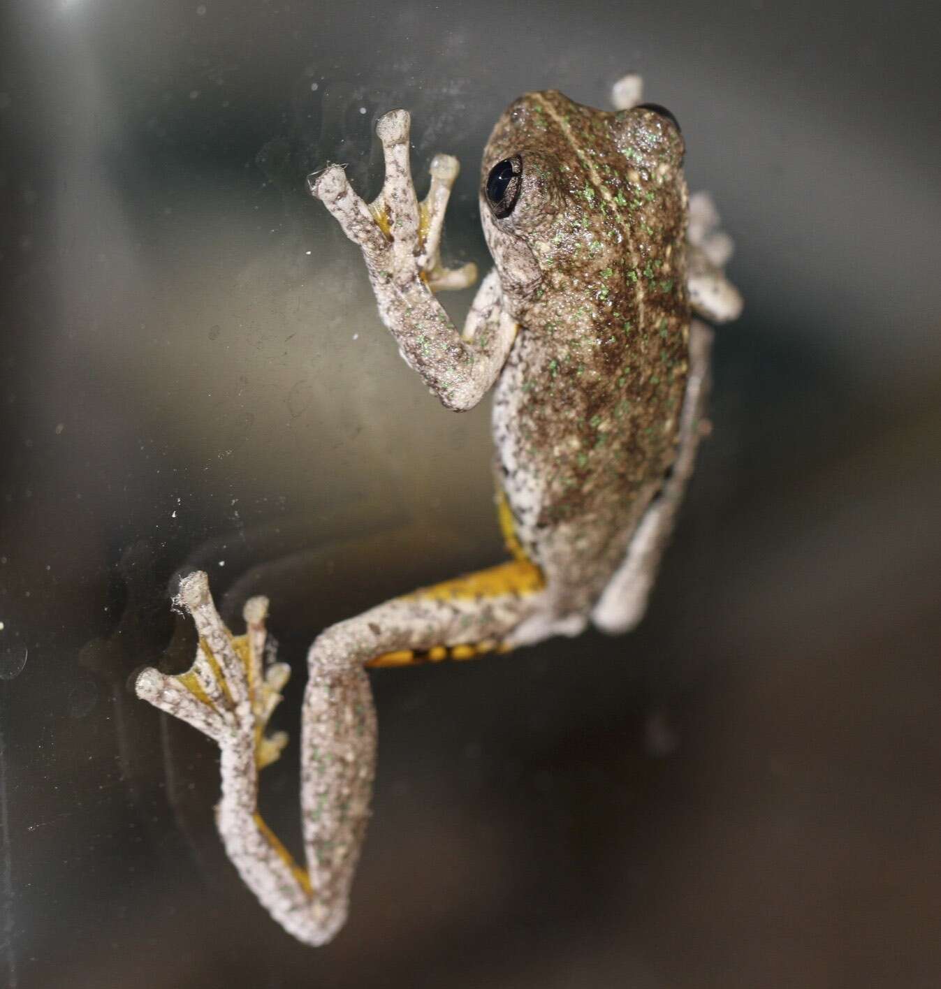 Litoria peronii (Tschudi 1838)的圖片