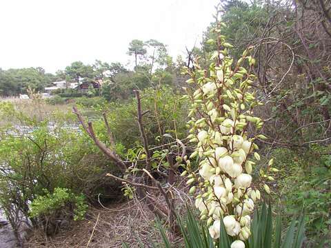 Слика од Yucca coahuilensis Matuda & I. L. Pina