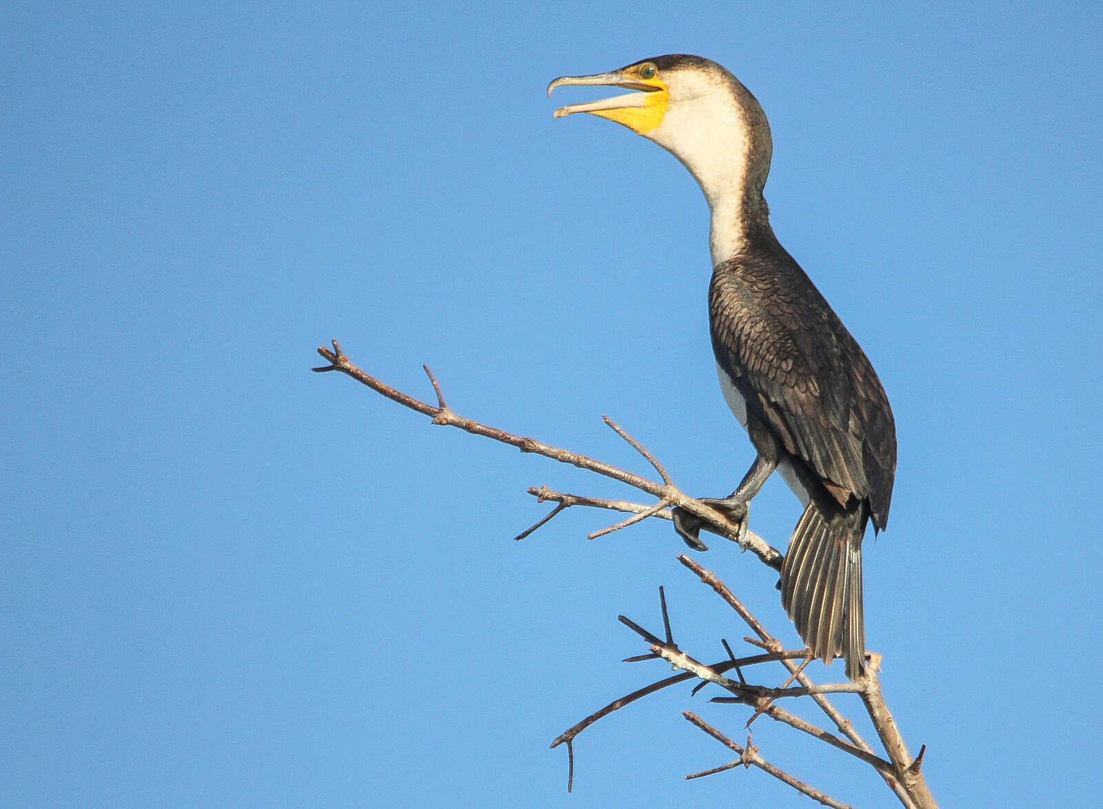 Image of White-breasted Cormorant