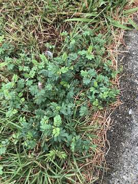 Desmanthus leptolobus Torr. & A. Gray resmi