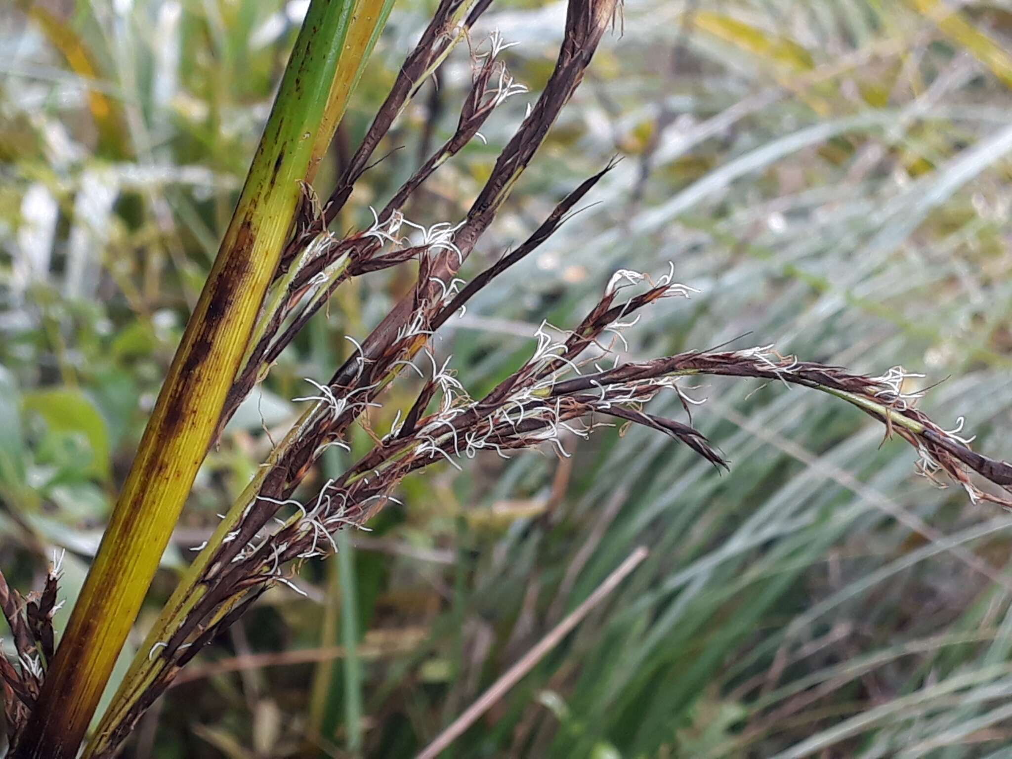 Imagem de Gahnia setifolia (A. Rich.) Hook. fil.