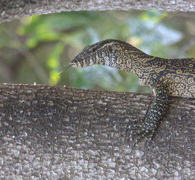 Image of Varanus niloticus