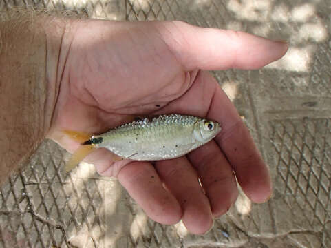 Image of African Long-finned Tetra