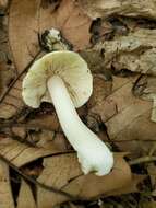 Image of Inocybe fibrosa (Sowerby) Gillet 1876