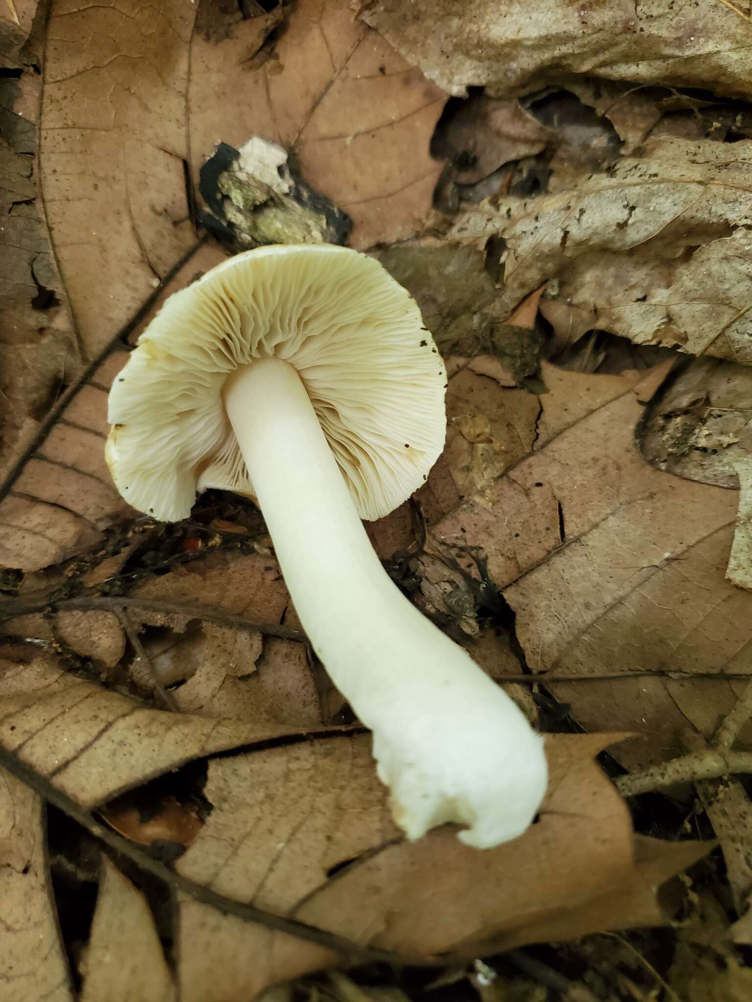 صورة Inocybe fibrosa (Sowerby) Gillet 1876