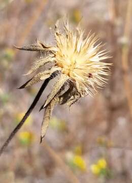 Image of Serpentine Sunflower