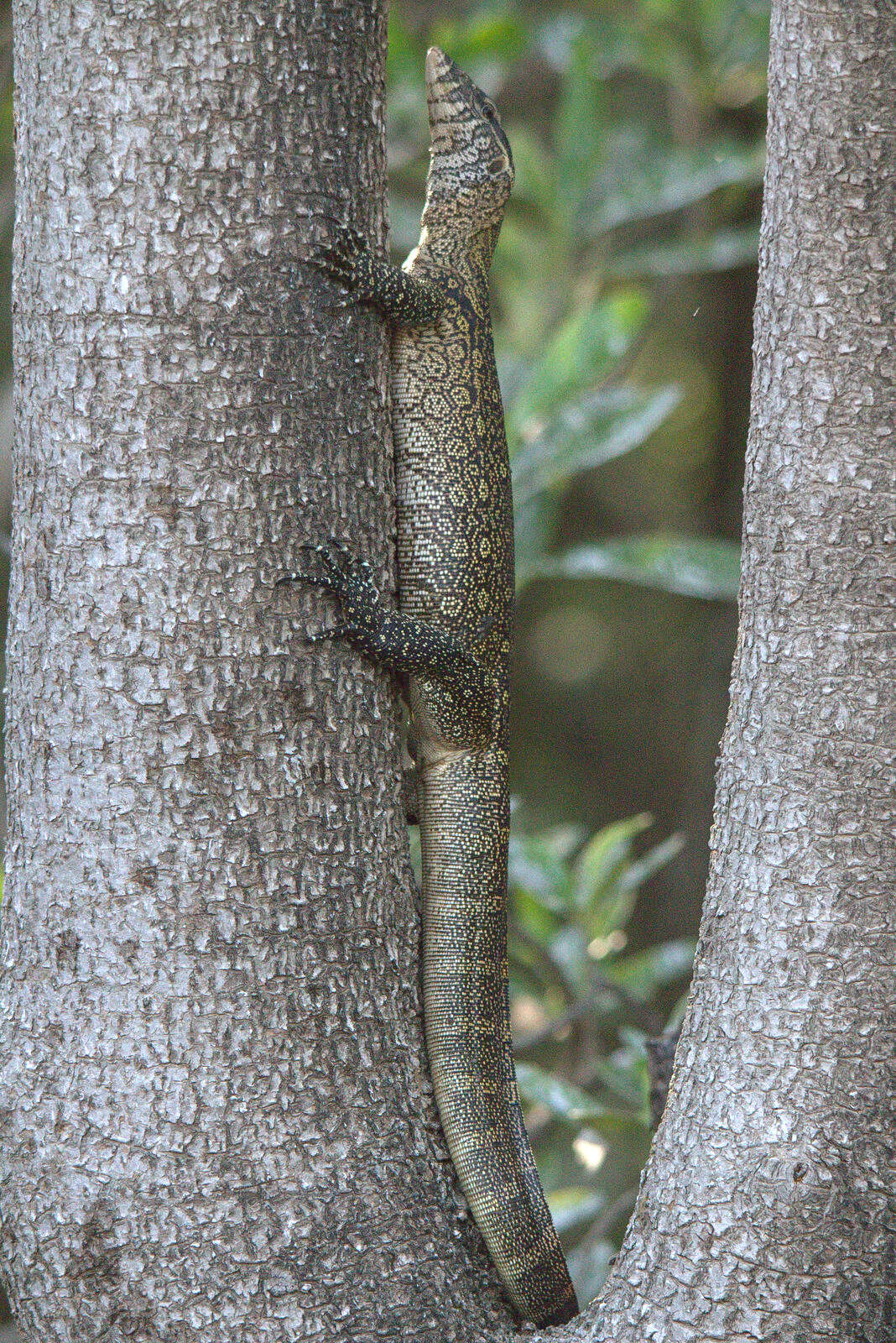 Image of Varanus niloticus