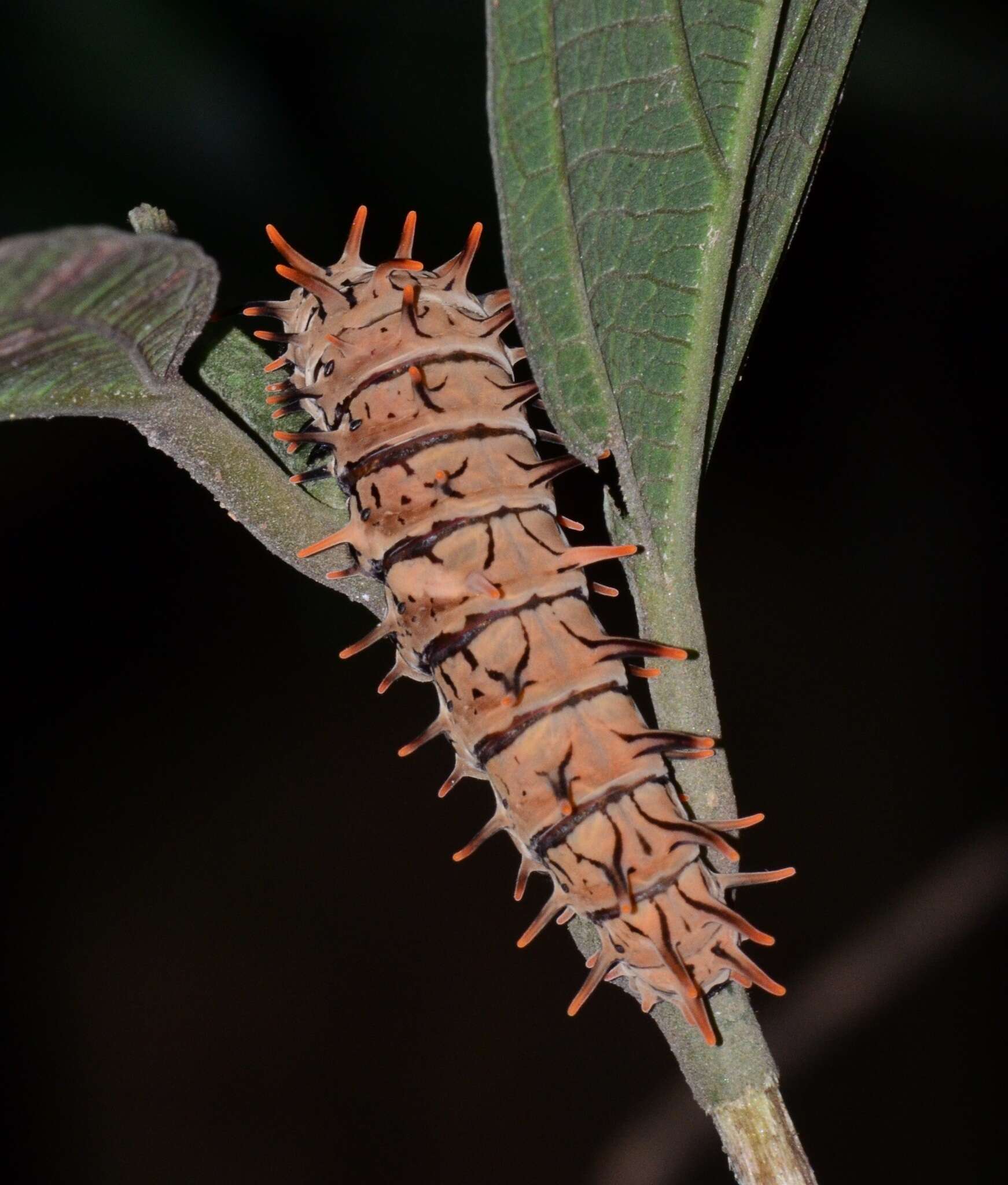 Image de Troides amphyrus ruficollis