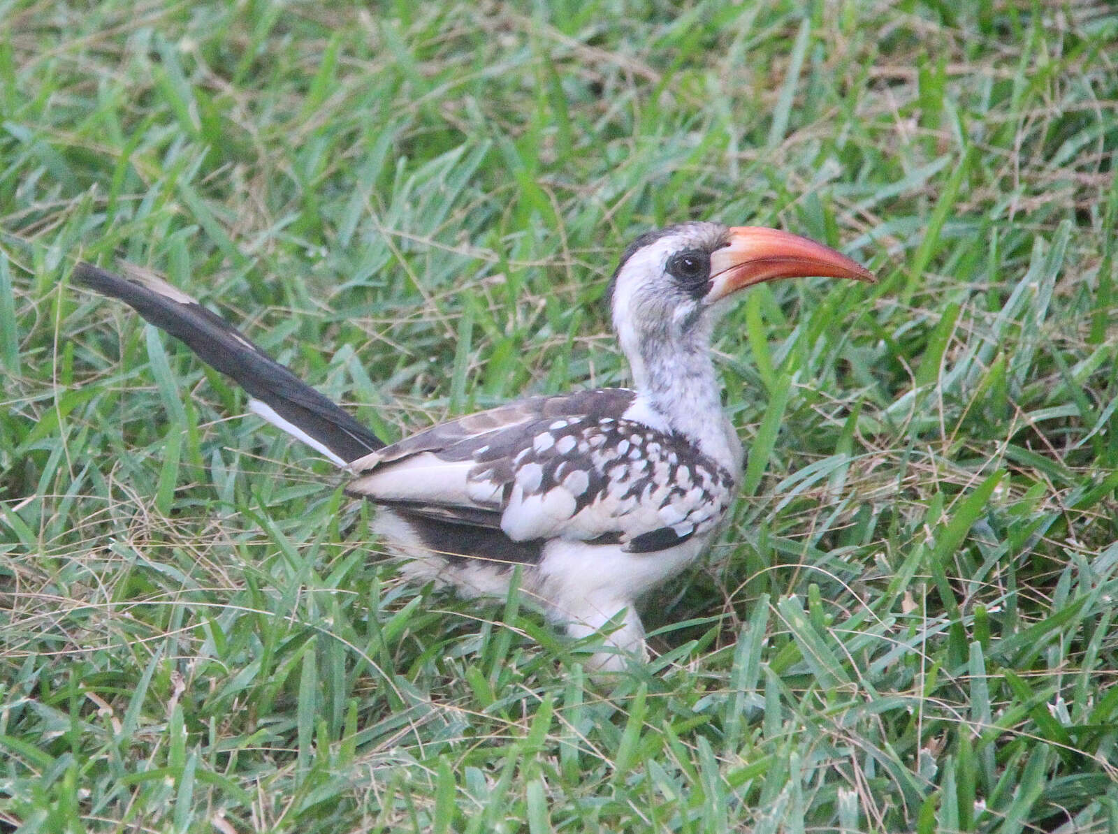 Image of Western Red-billed Hornbill