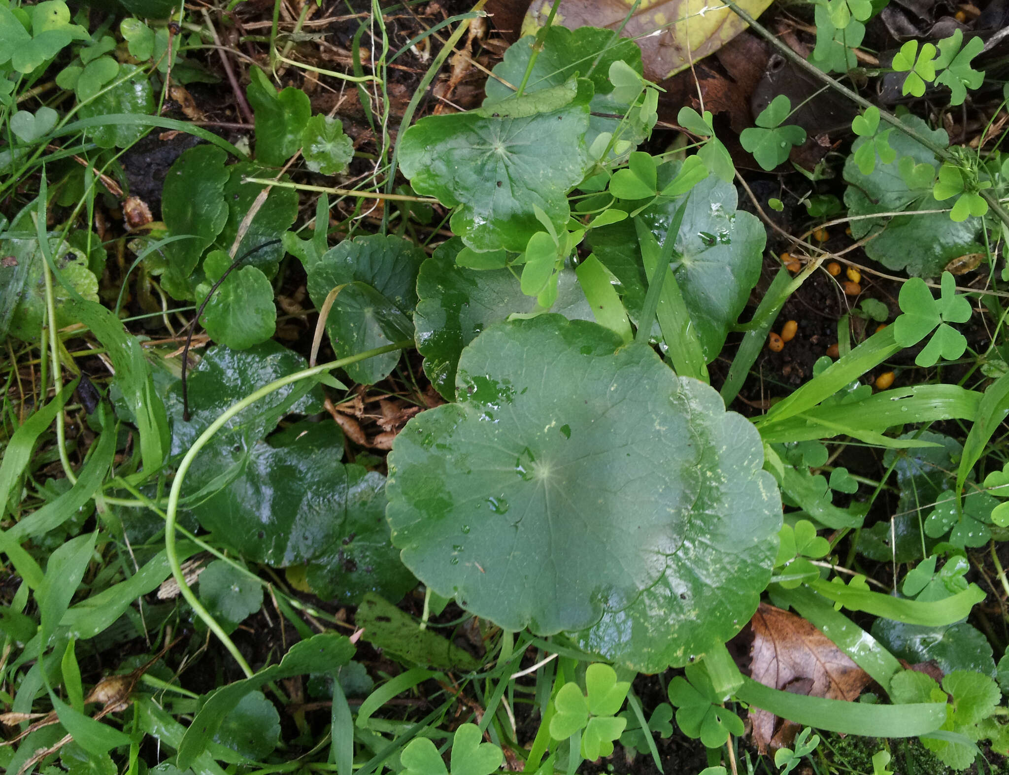 Image of manyflower marshpennywort