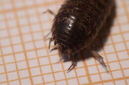 Image de Porcellio gallicus Dollfus 1904