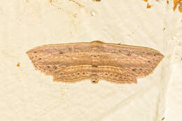 Image of Hyposada hydrocampata Guenée 1857