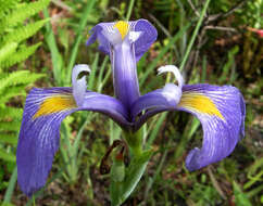 Image of savannah iris