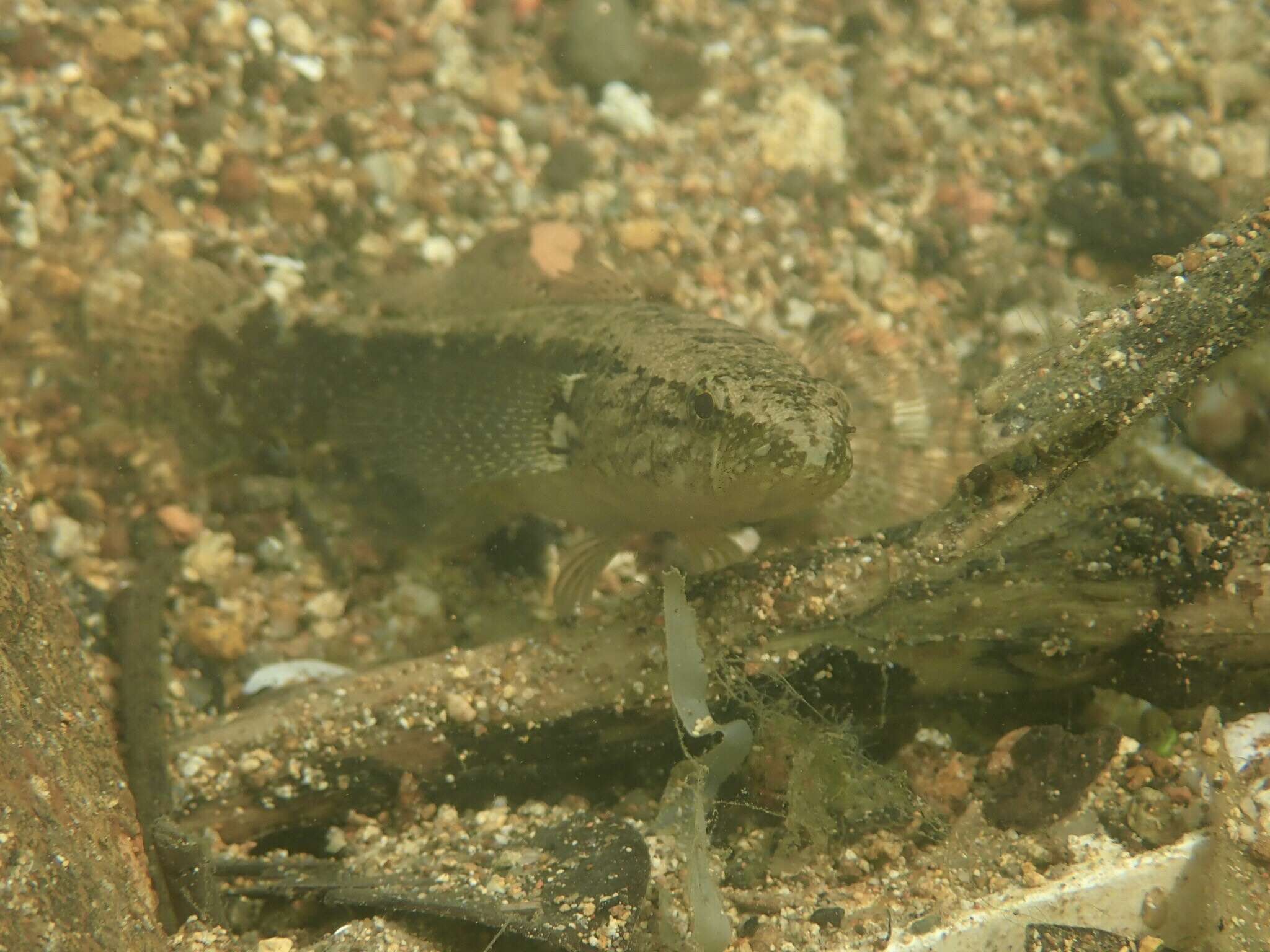 Image of Spine-cheek gudgeon