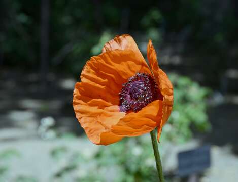 Image of Oriental poppy