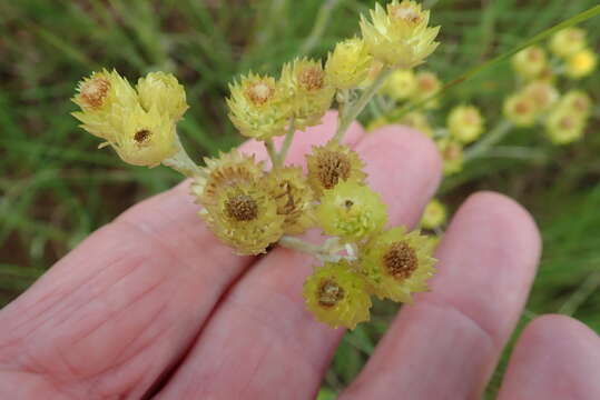 Image de Helichrysum mixtum var. mixtum