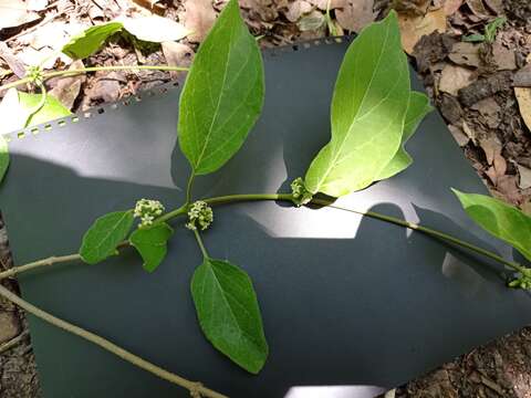 Image of <i>Marsdenia gualanensis</i>