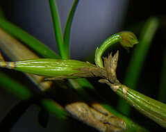 Слика од Scaphyglottis fasciculata Hook.