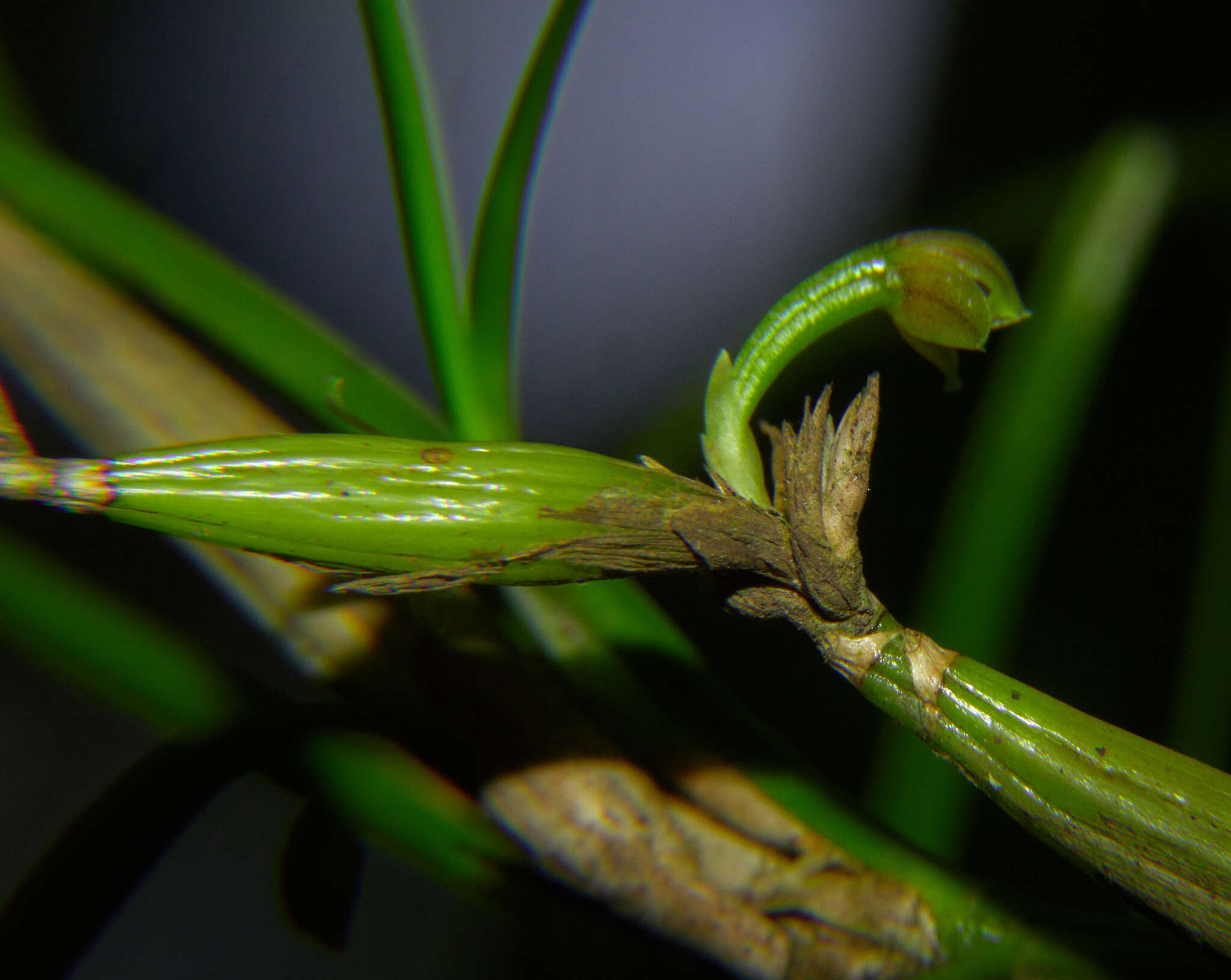 Plancia ëd Scaphyglottis fasciculata Hook.