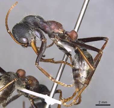 Image of Myrmecia borealis Ogata & Taylor 1991