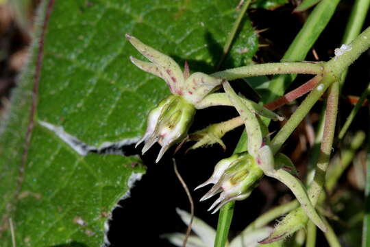 Image of Asclepias gibba var. gibba