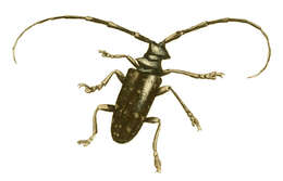 Image of Citrus long-horned beetle