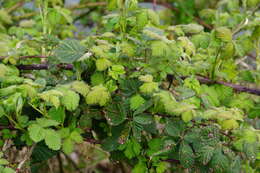 Image of Himalayan berry