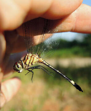 Image of Sylphs