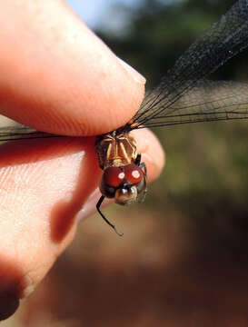 Image of Jade-striped Sylph