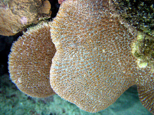 Image of Spine coral