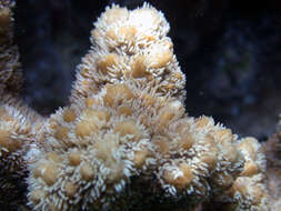 Image of Spine coral
