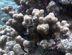 Image of Spine coral