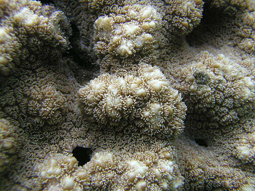 Image of Spine coral