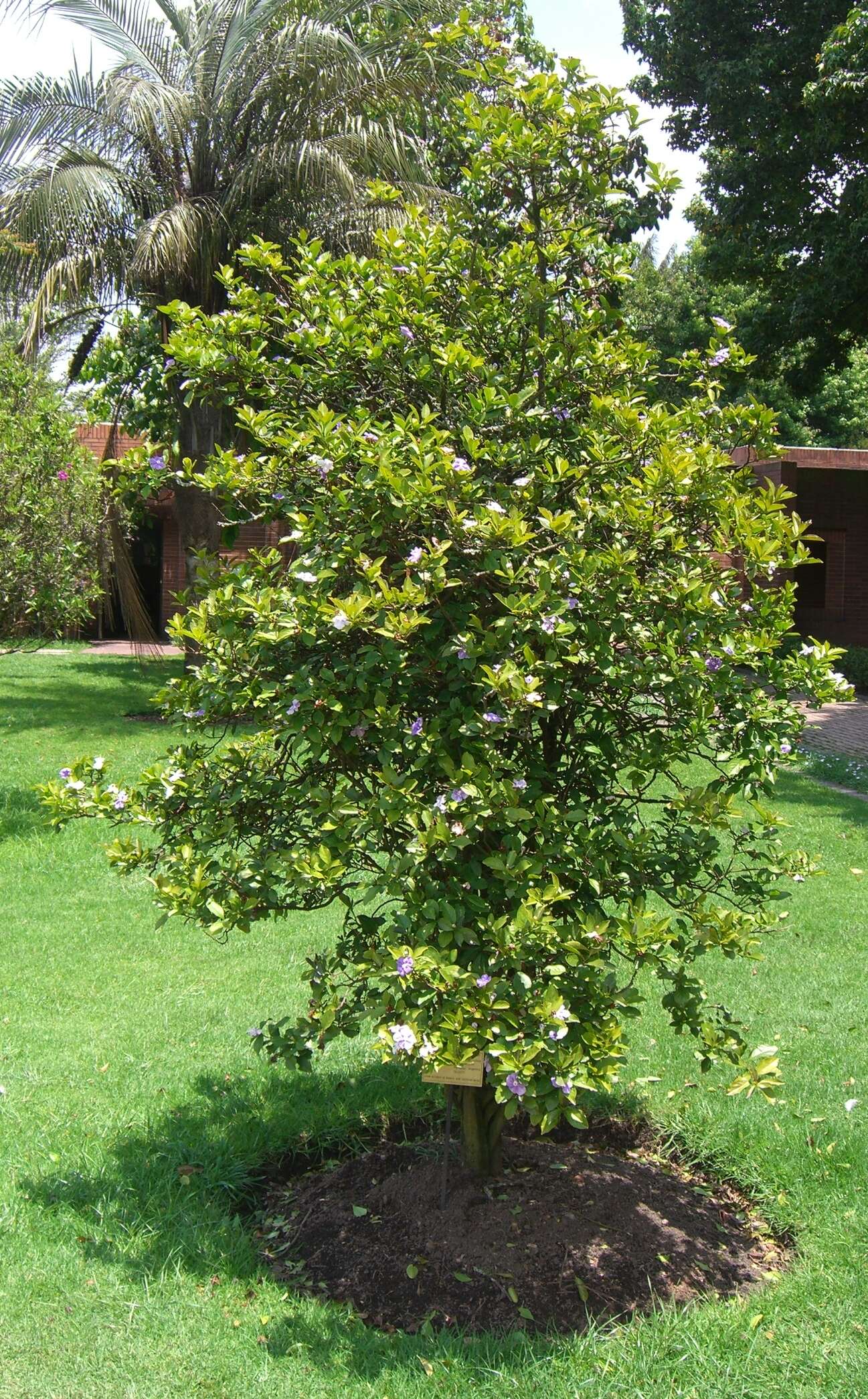 Image of Brazil raintree