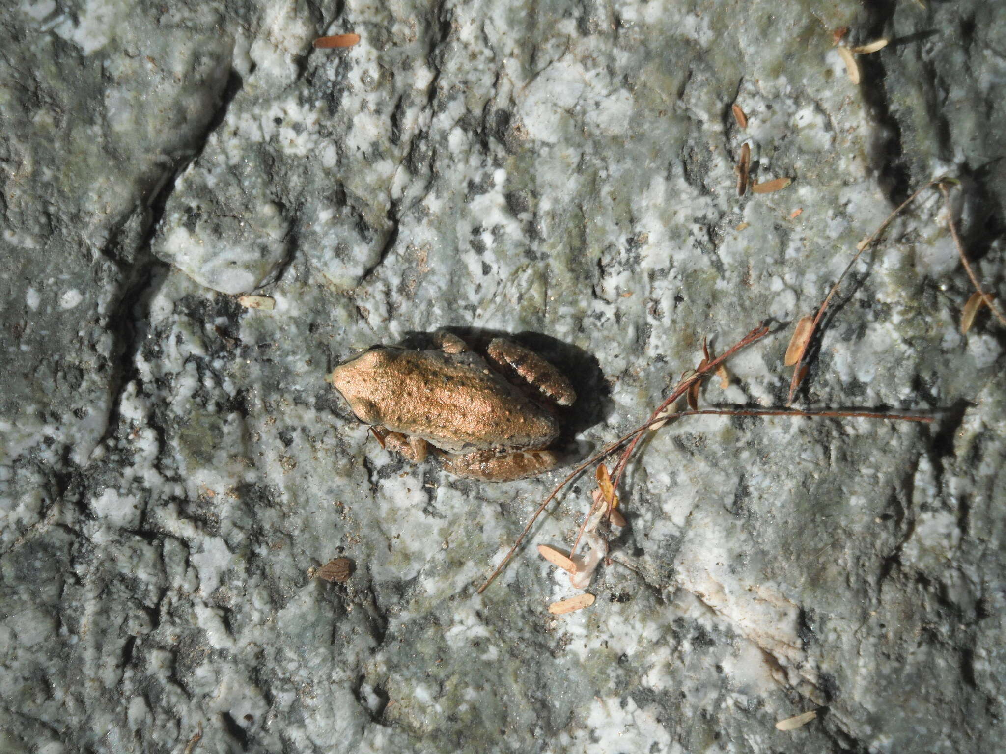 Image of Pseudacris hypochondriaca (Hallowell 1854)