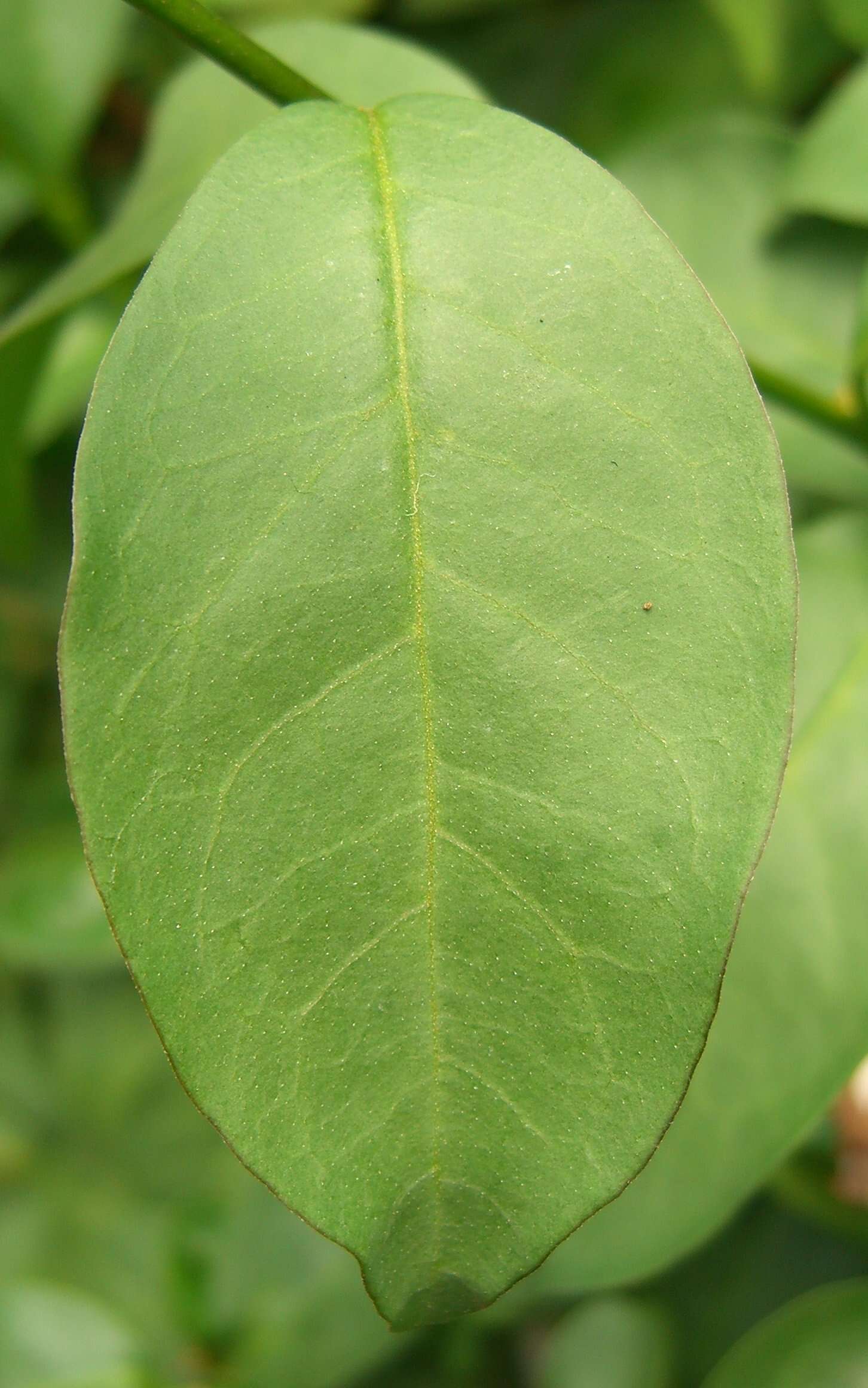 Image of Brazil raintree